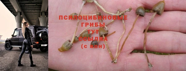ГАЛЛЮЦИНОГЕННЫЕ ГРИБЫ Арсеньев